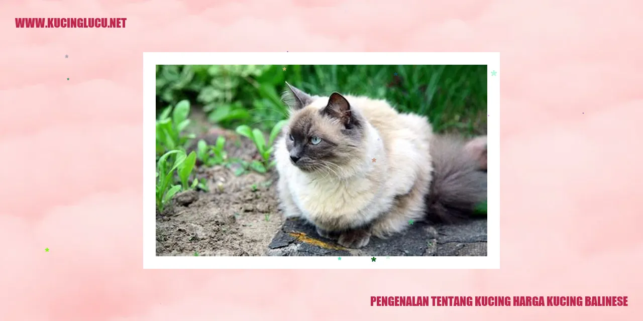 Kucing Balinese