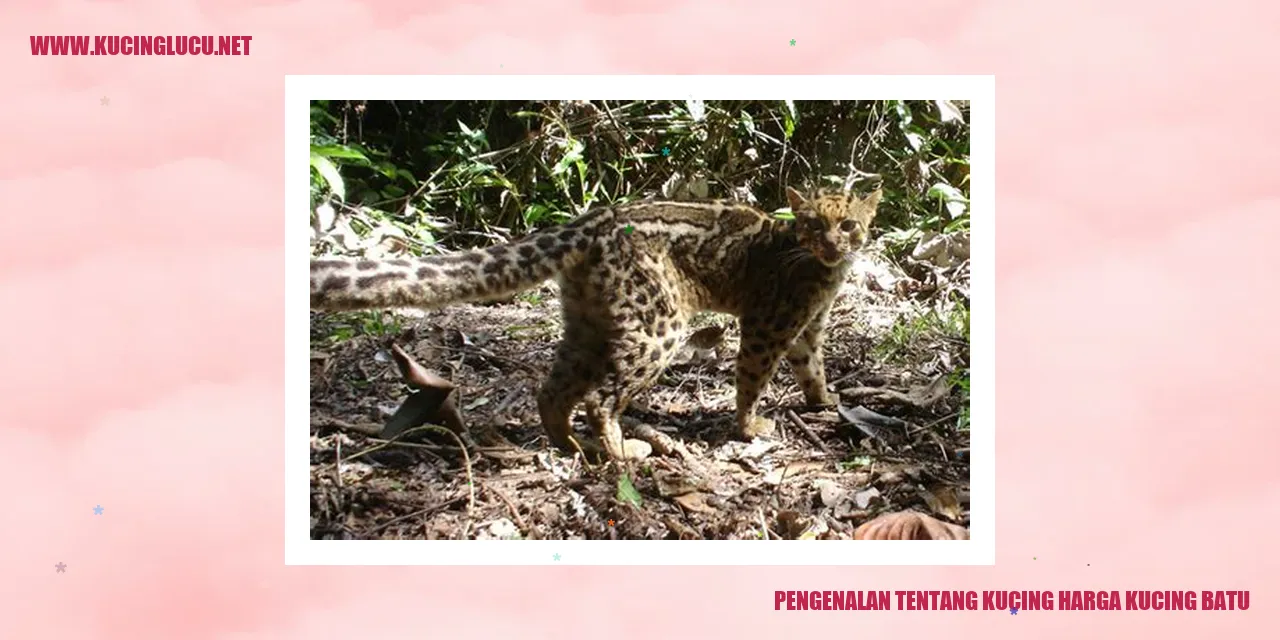 gambar kucing batu