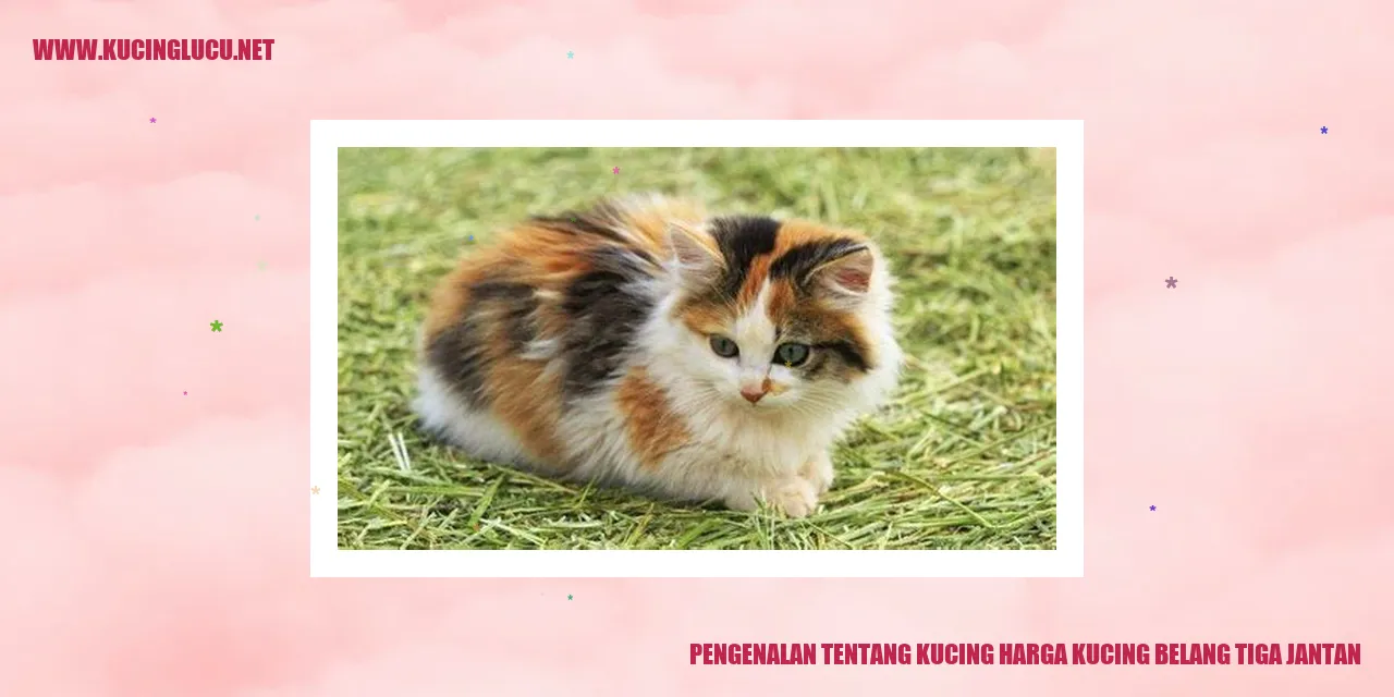 Kucing Polos Tiga Jantan