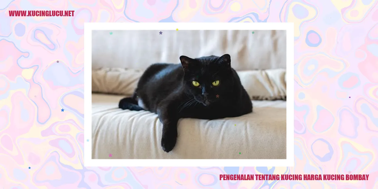 Gambar Kucing Bombay