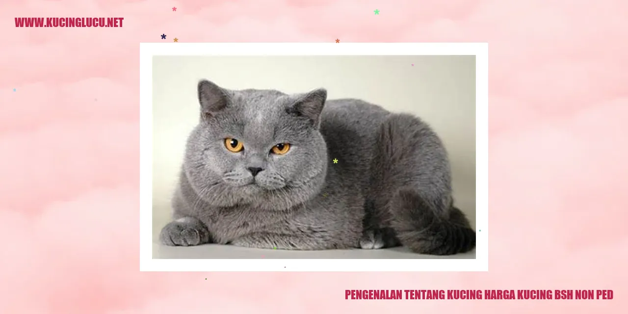 Kucing BSH Non-Ped
