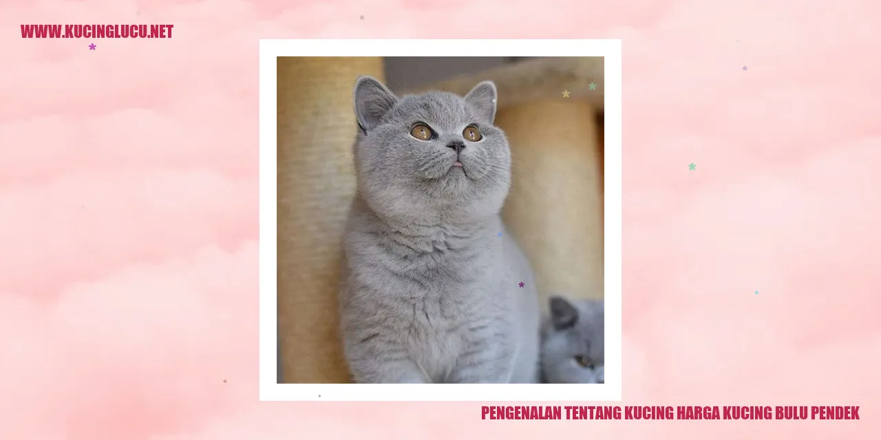 Gambar Kucing Bulu Pendek