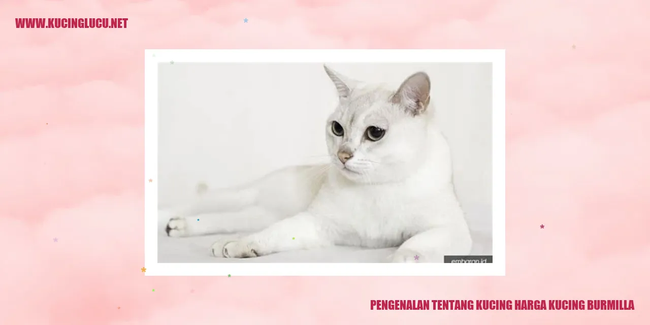 Gambar Kucing Burmilla
