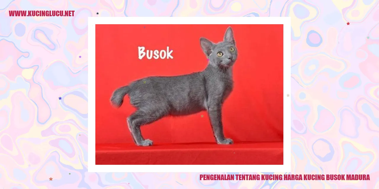 Kucing harga kucing busok madura