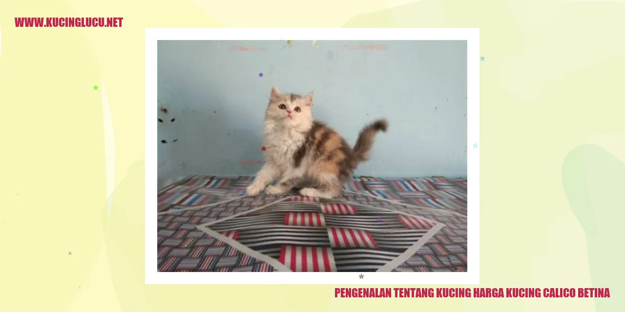 Gambar Kucing Calico Betina