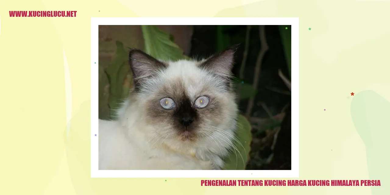 Gambar Kucing Himalaya Persia
