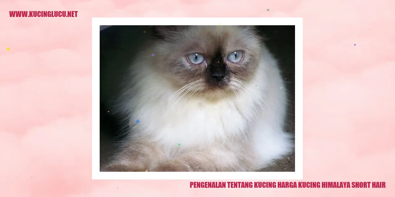 Kucing Himalaya Short Hair