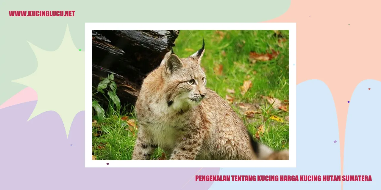 Kucing Hutan Sumatera
