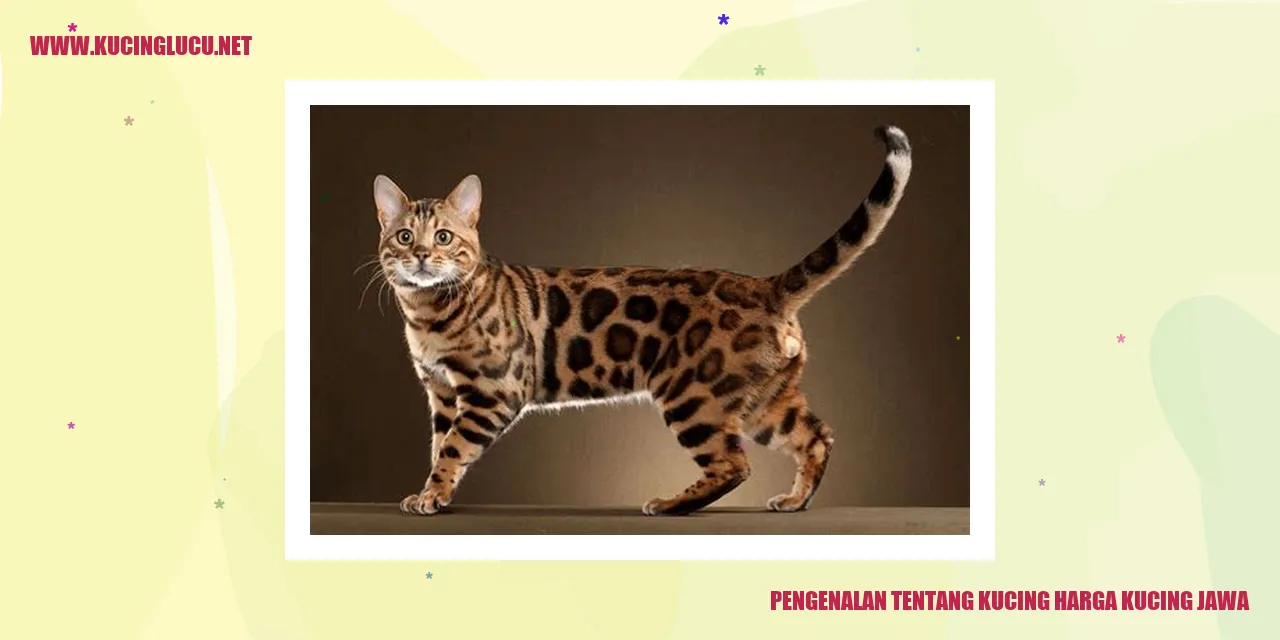 Ilustrasi Kucing Jawa