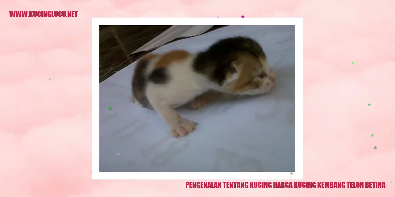Gambar Kucing Kembang Telon Betina