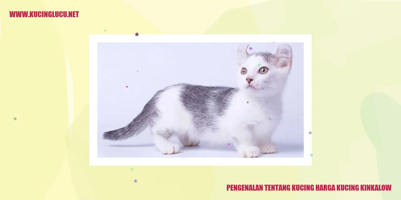 Gambar Kucing Kinkalow