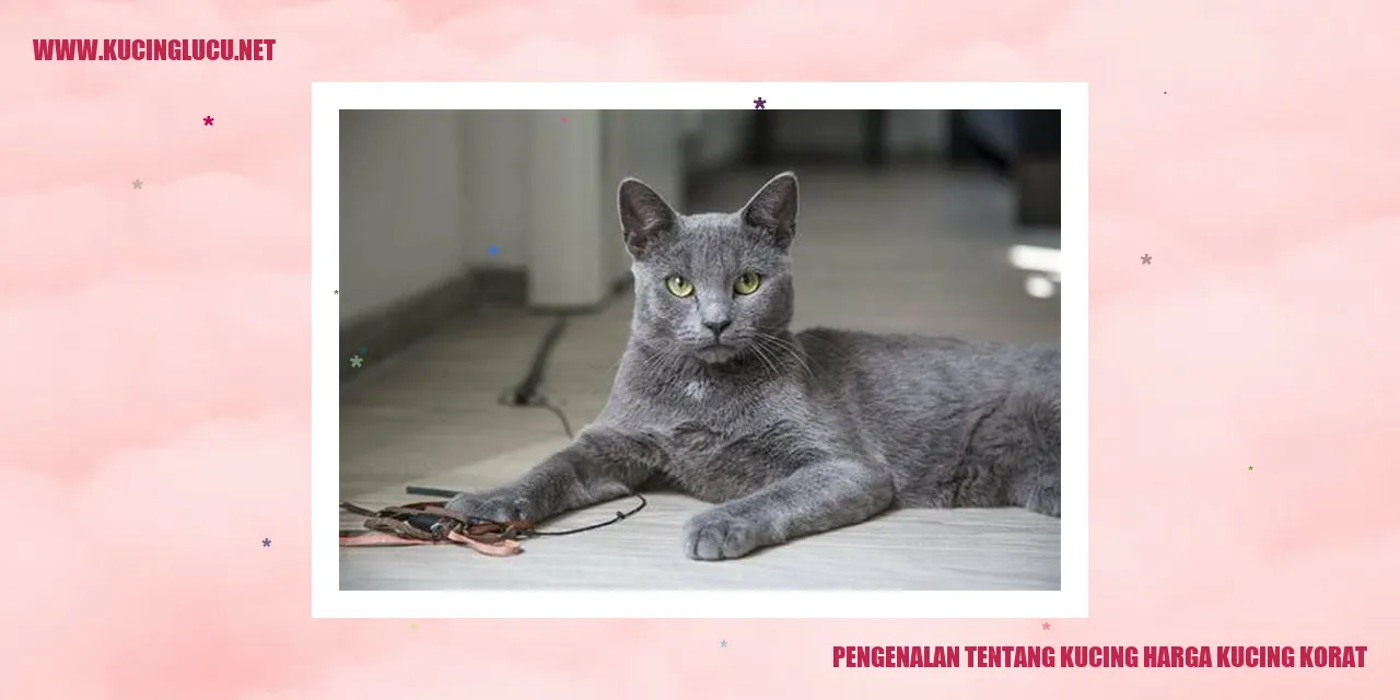 Gambar kucing korat
