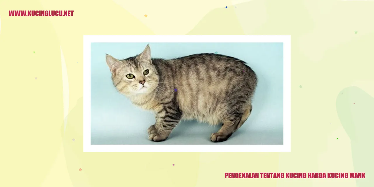 Gambar Kucing Manx