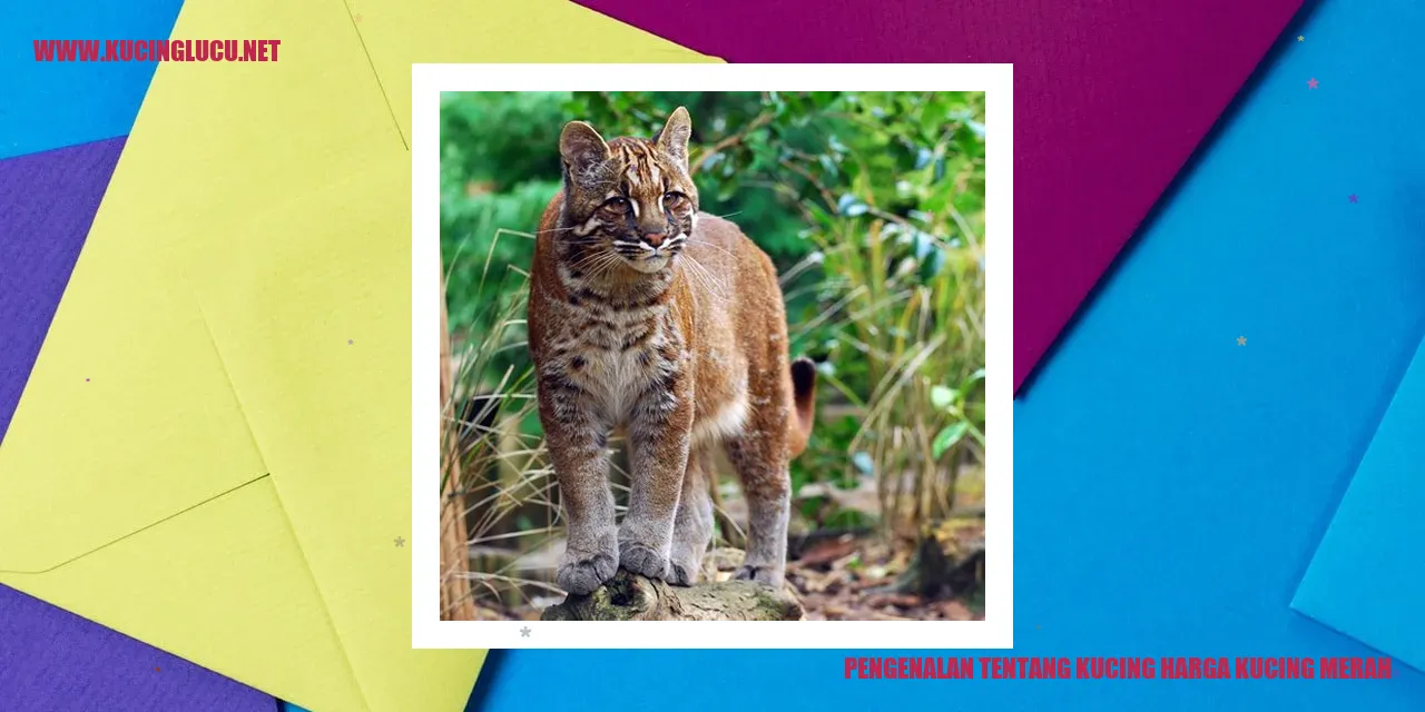 Gambar kucing merah