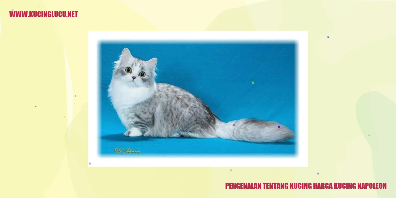 Kucing Napoleon