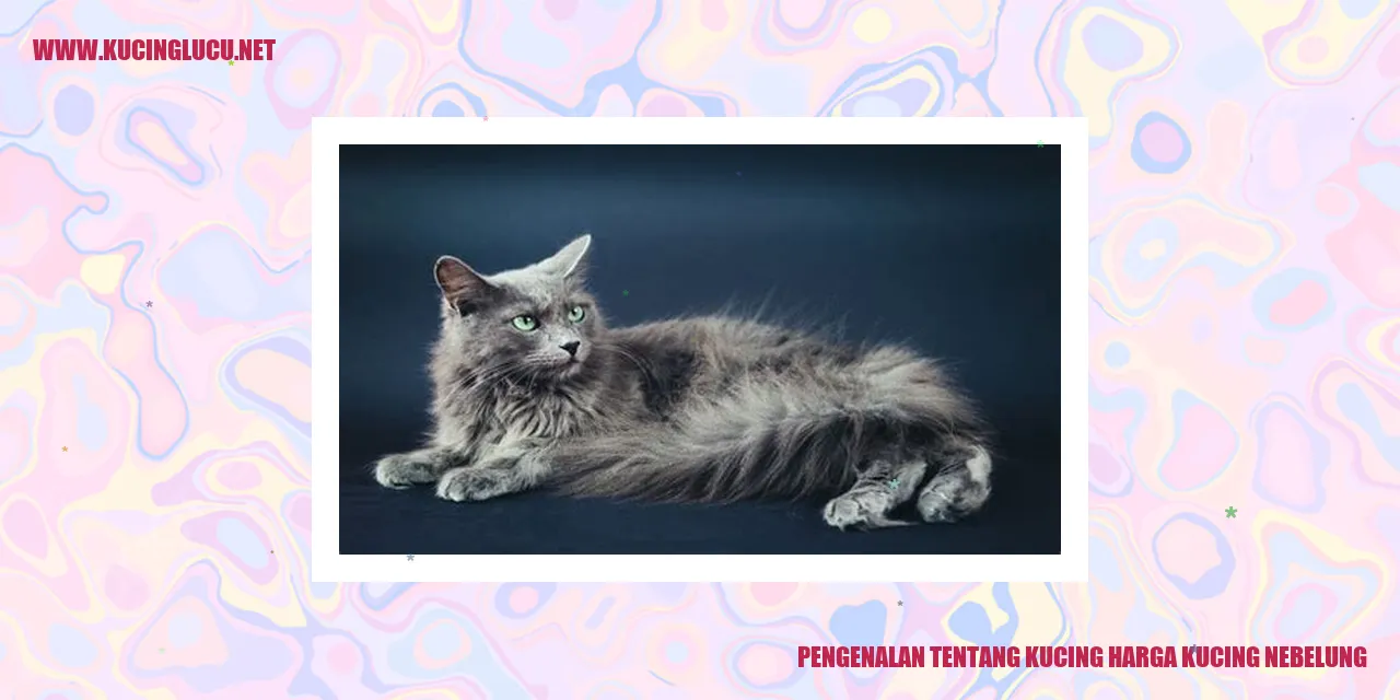 Gambar Kucing Nebelung