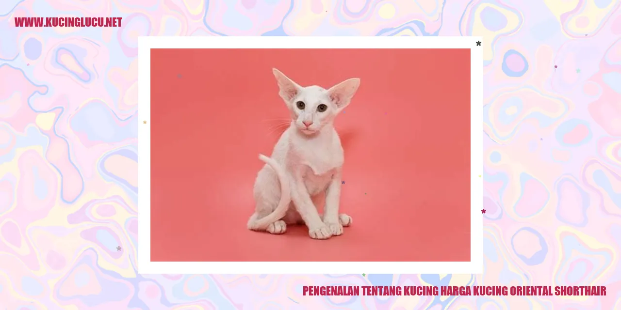 Kucing Oriental Shorthair