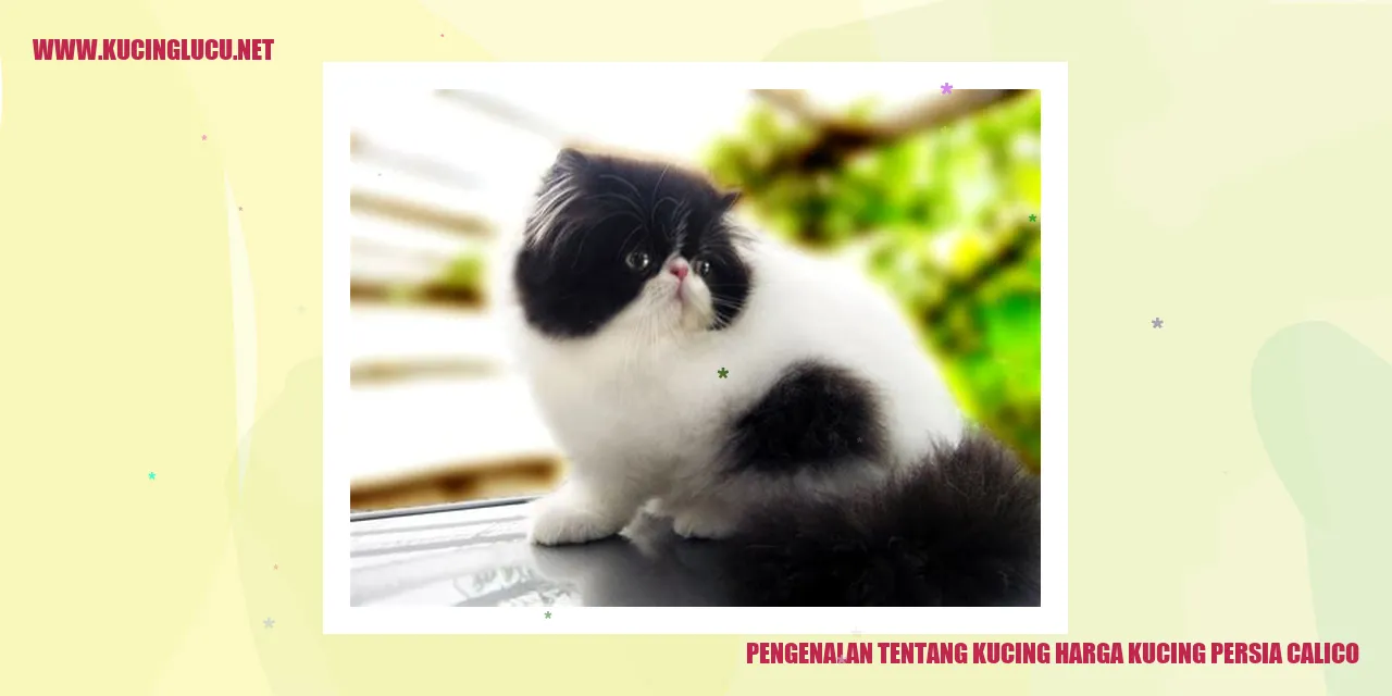 Kucing Persia Calico