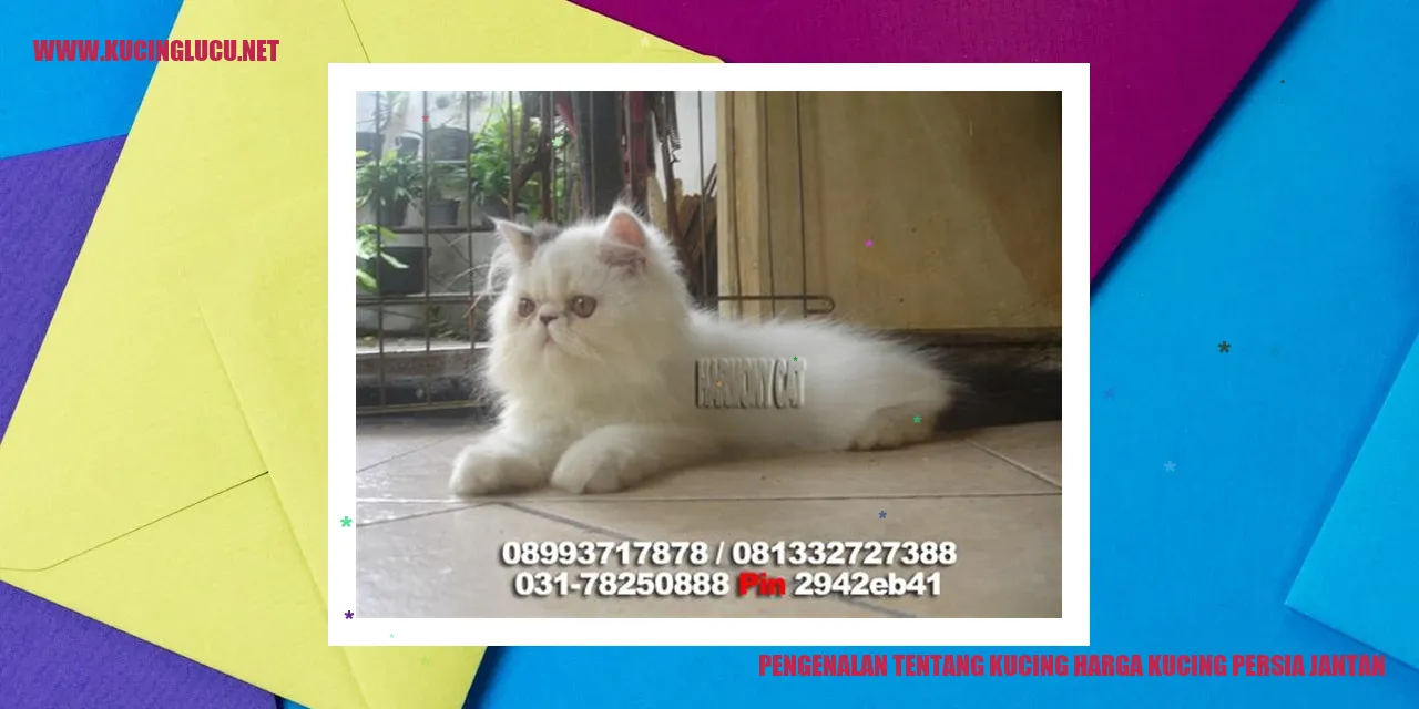 Gambar Kucing Persia Betina