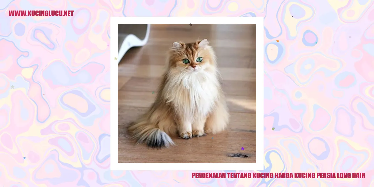 Kucing Persia Long Hair