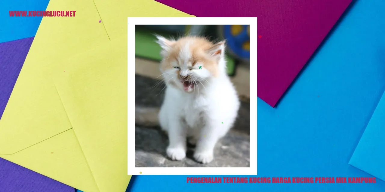 Kucing Persia Mix Kampung