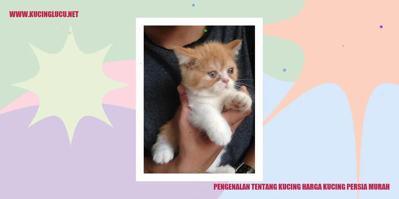 gambar kucing persia yang lucu