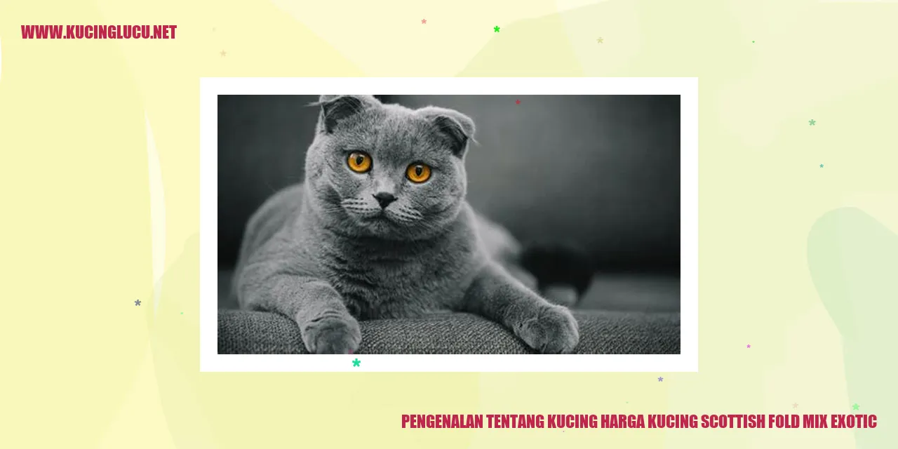 Kucing Scottish Fold Mix Exotic