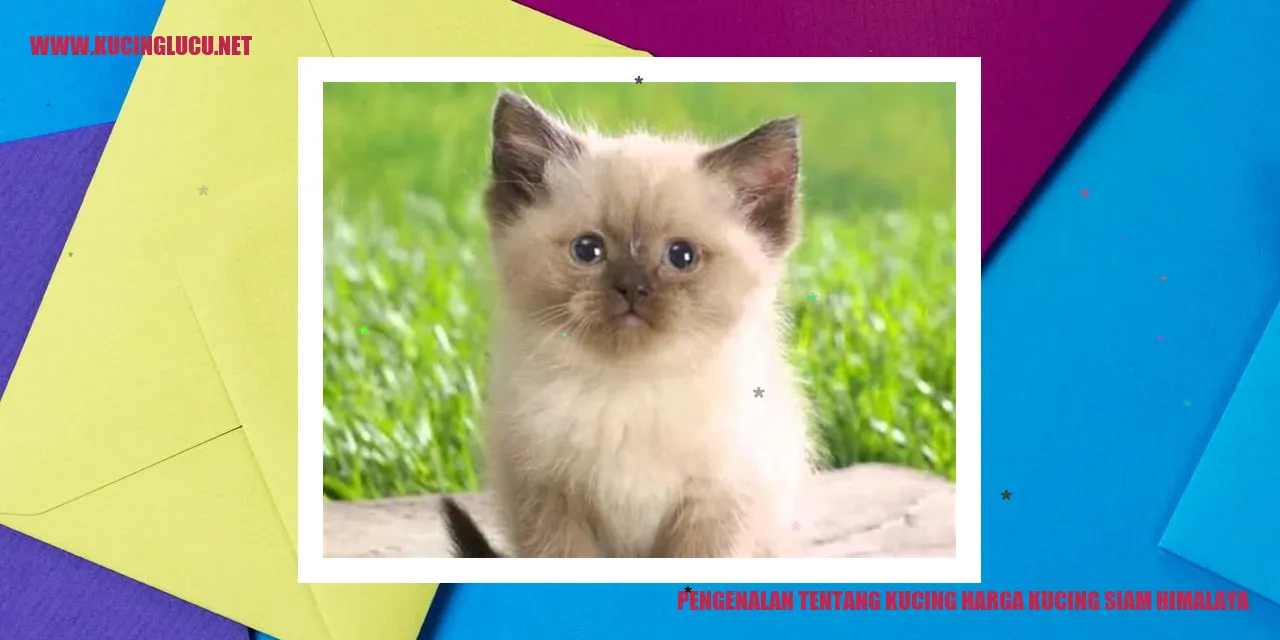 Gambar kucing Siam Himalaya