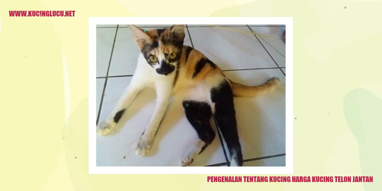 Gambar Kucing
