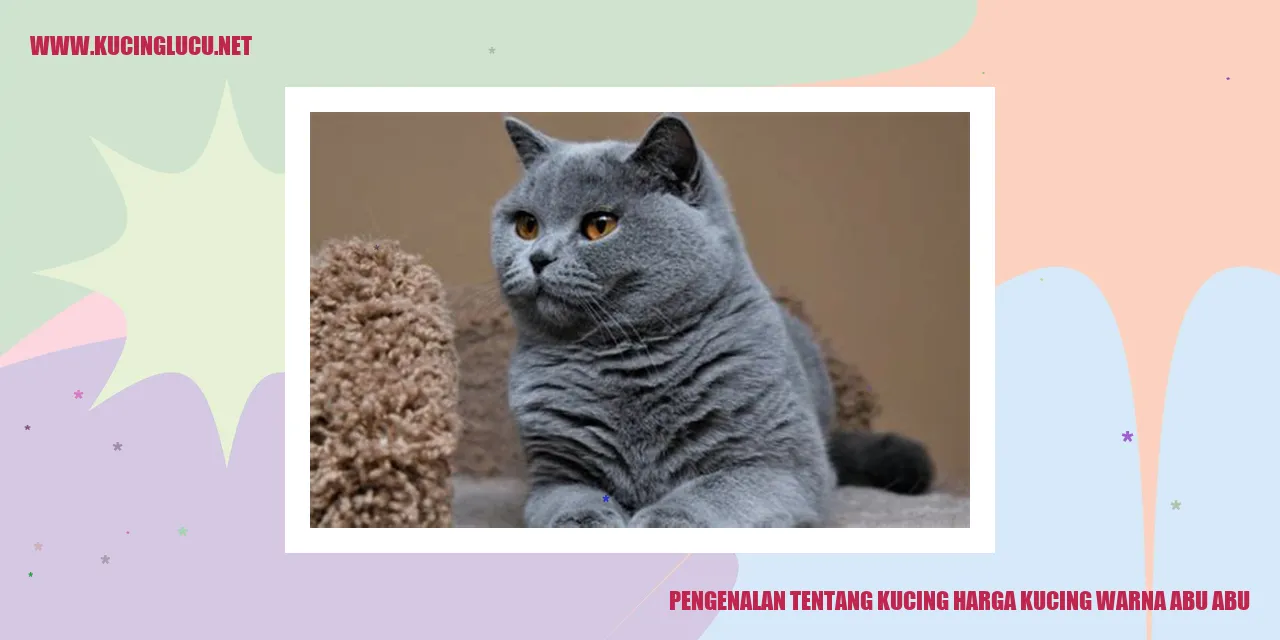 Gambar Kucing Abu-abu