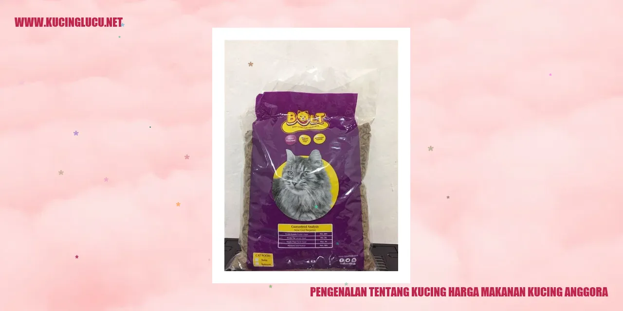 Gambar Kucing Anggora
