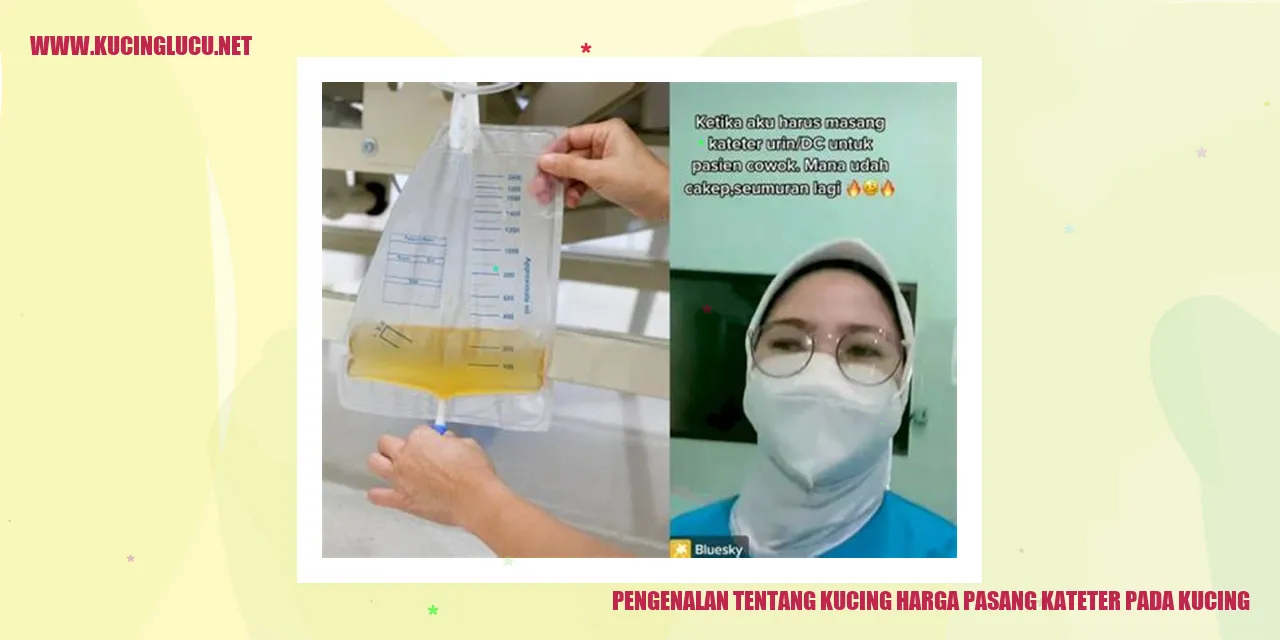 gambar tentang kucing