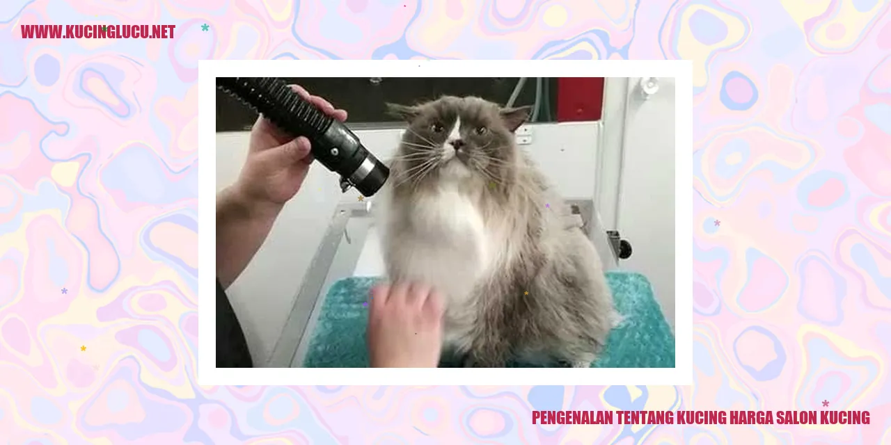 Gambar Kucing Narsis