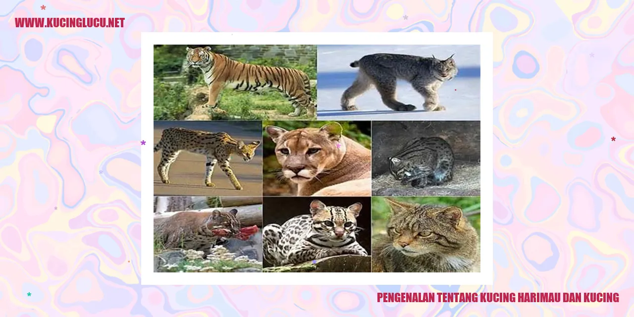 Kucing Harimau dan Kucing