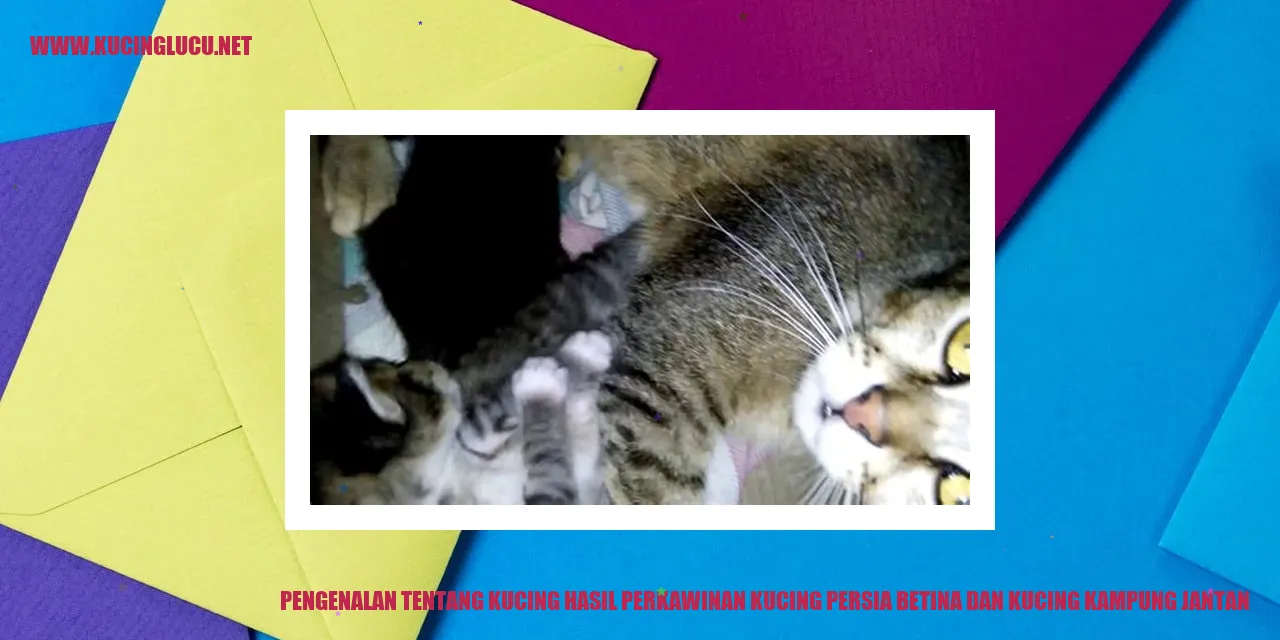Gambar Kucing Hasil Perkawinan