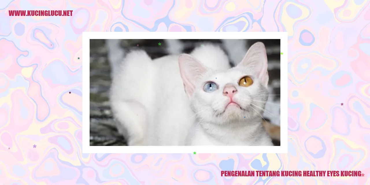Kucing dengan Mata yang Sehat