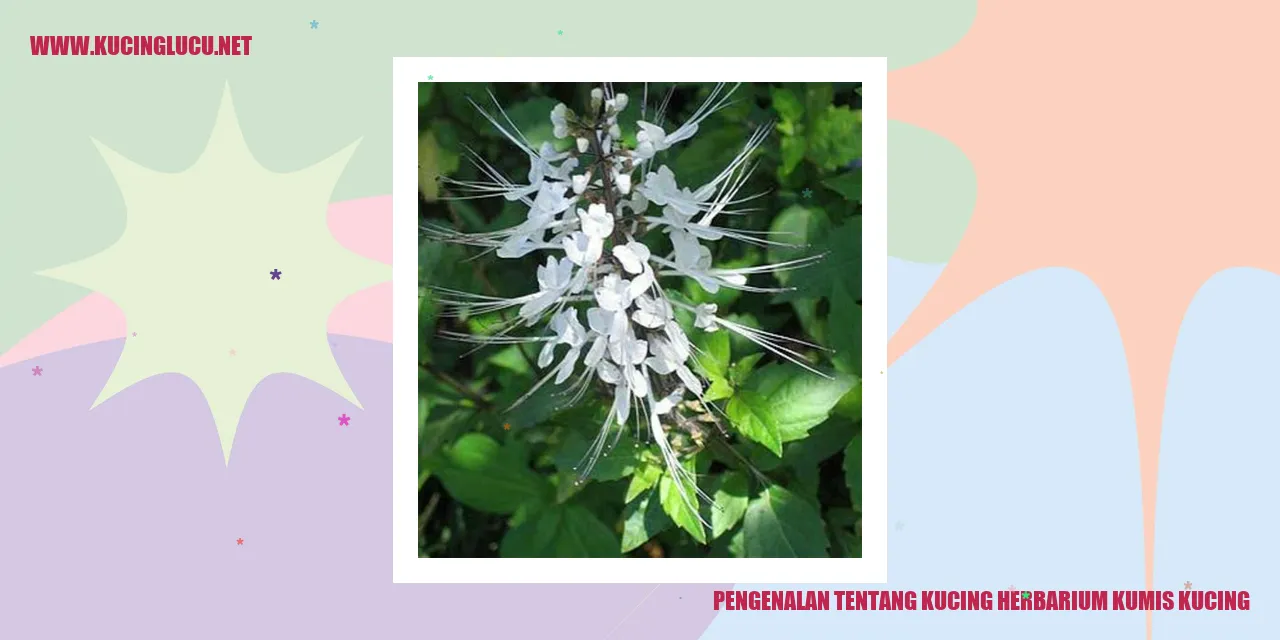 Gambar Kucing herbarium kumis kucing