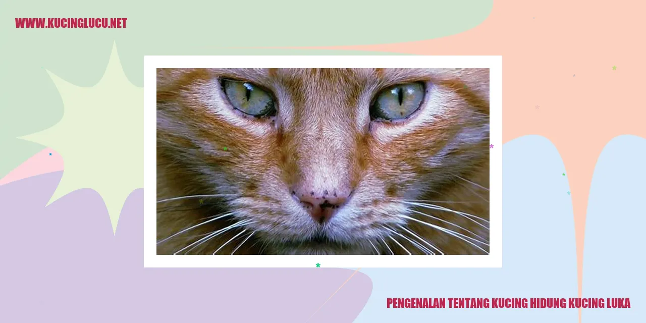 Gambar Kucing Hidung Kucing Luka