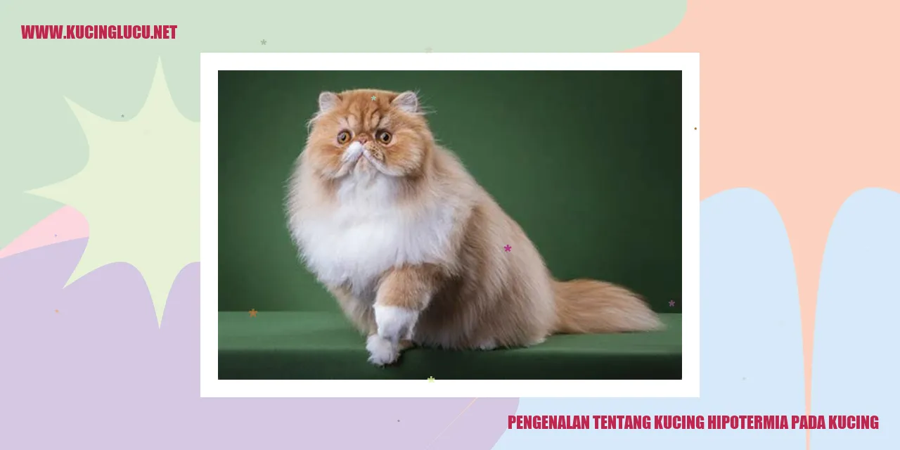 Gambar Hipotermia pada Kucing