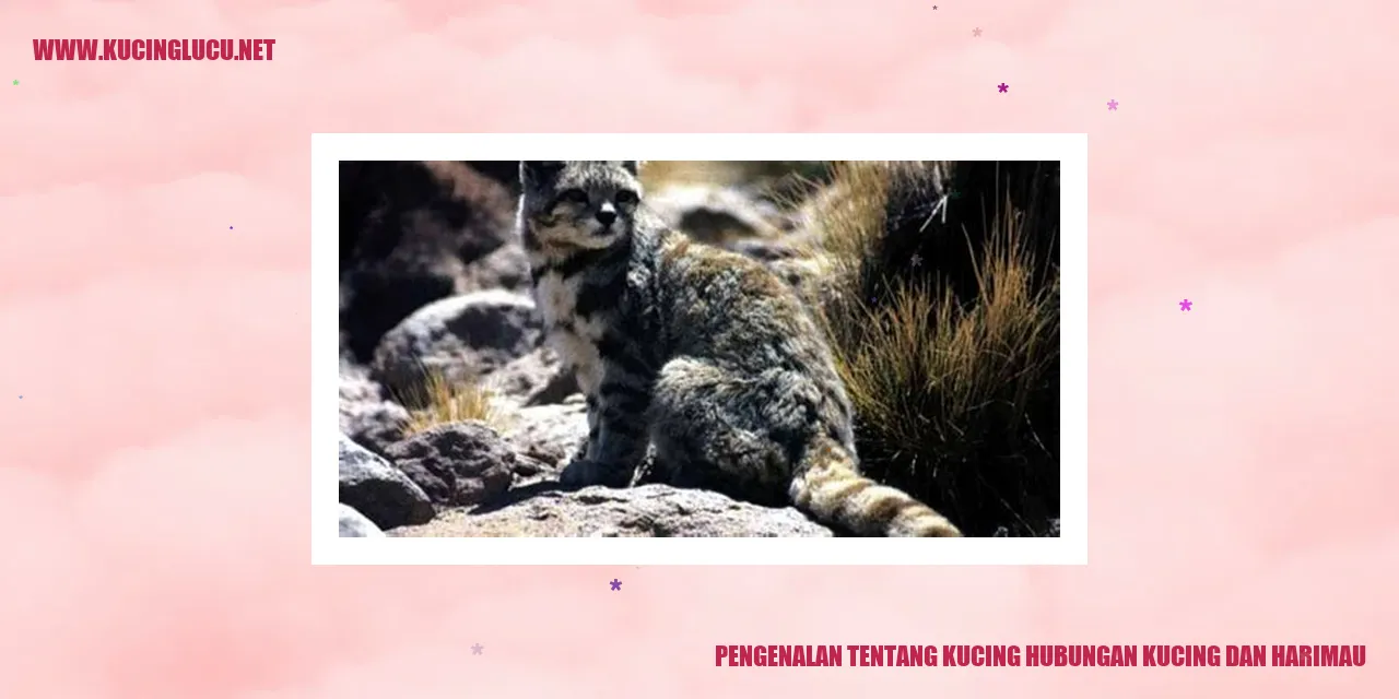 gambar kucing dan harimau