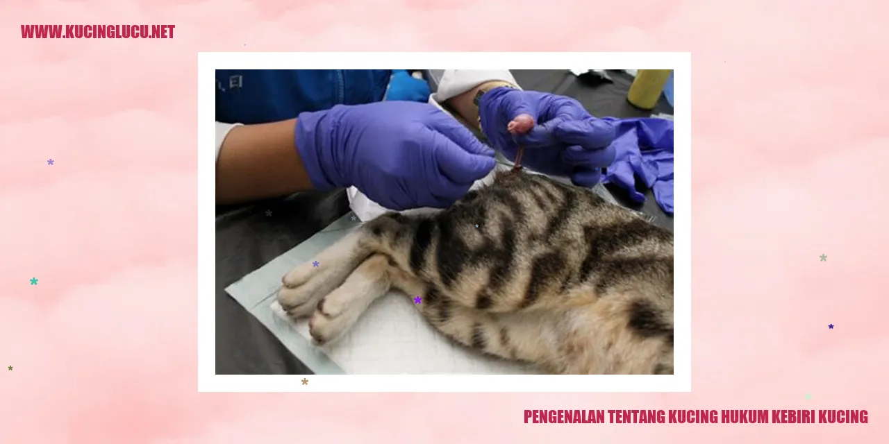 Seekor Kucing sedang asyik bermain di halaman rumah