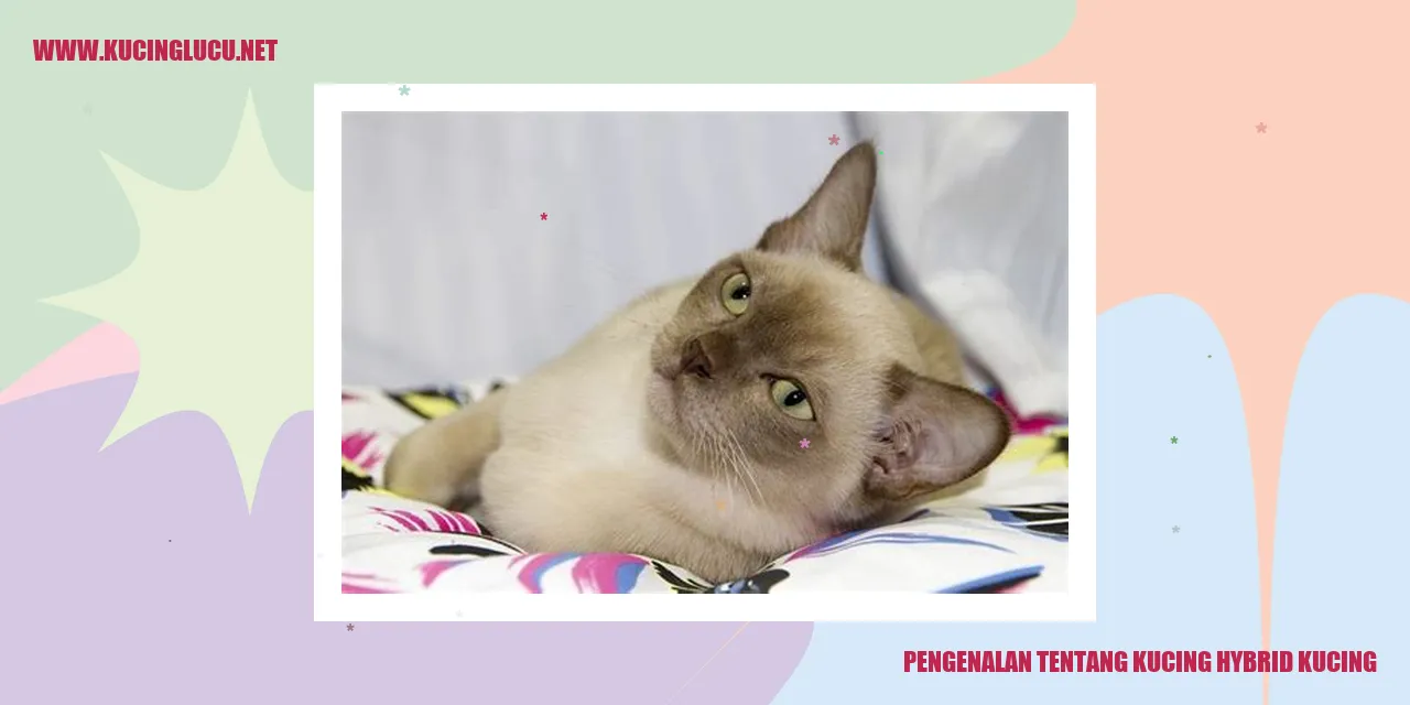 Gambar Kucing Hybrid