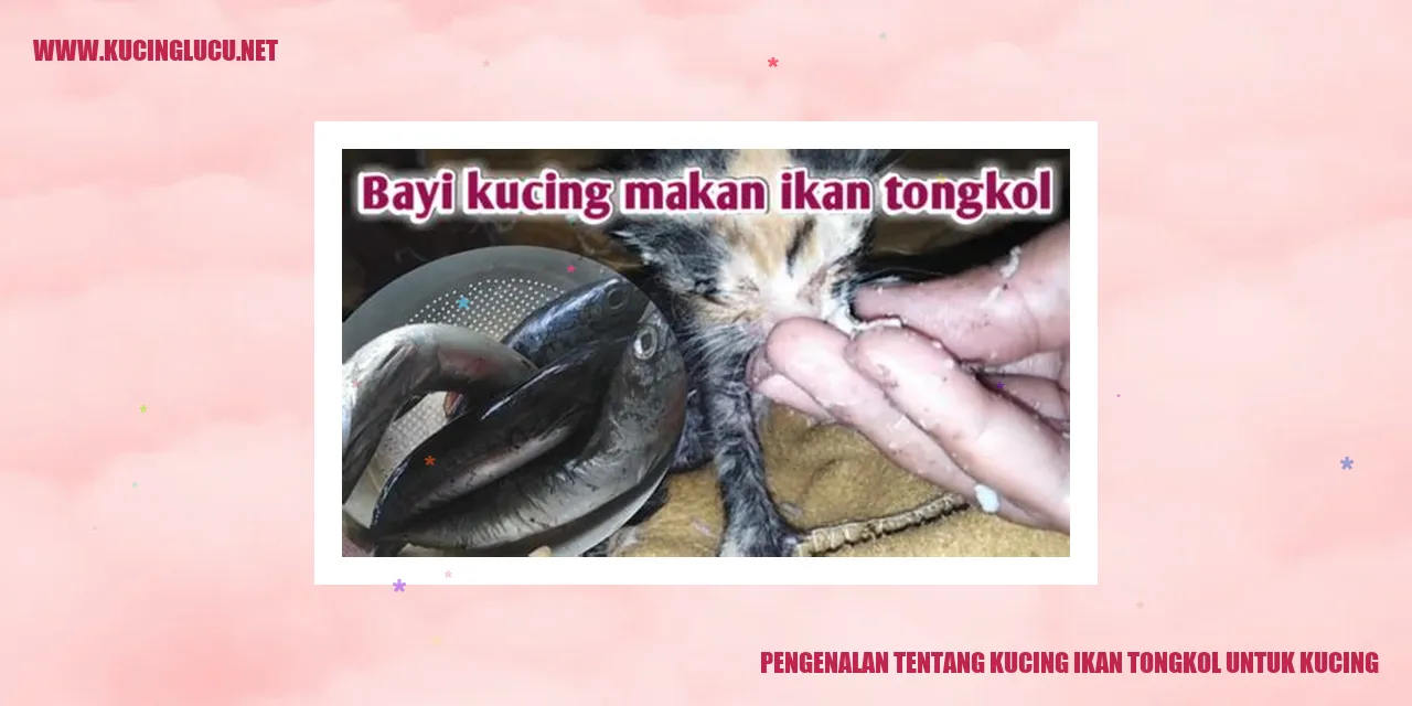Gambar Kucing ikan tongkol untuk kucing