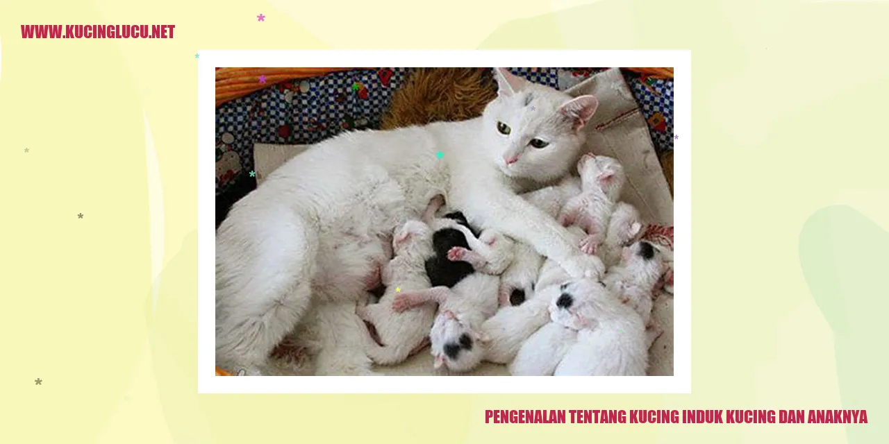 gambar kucing