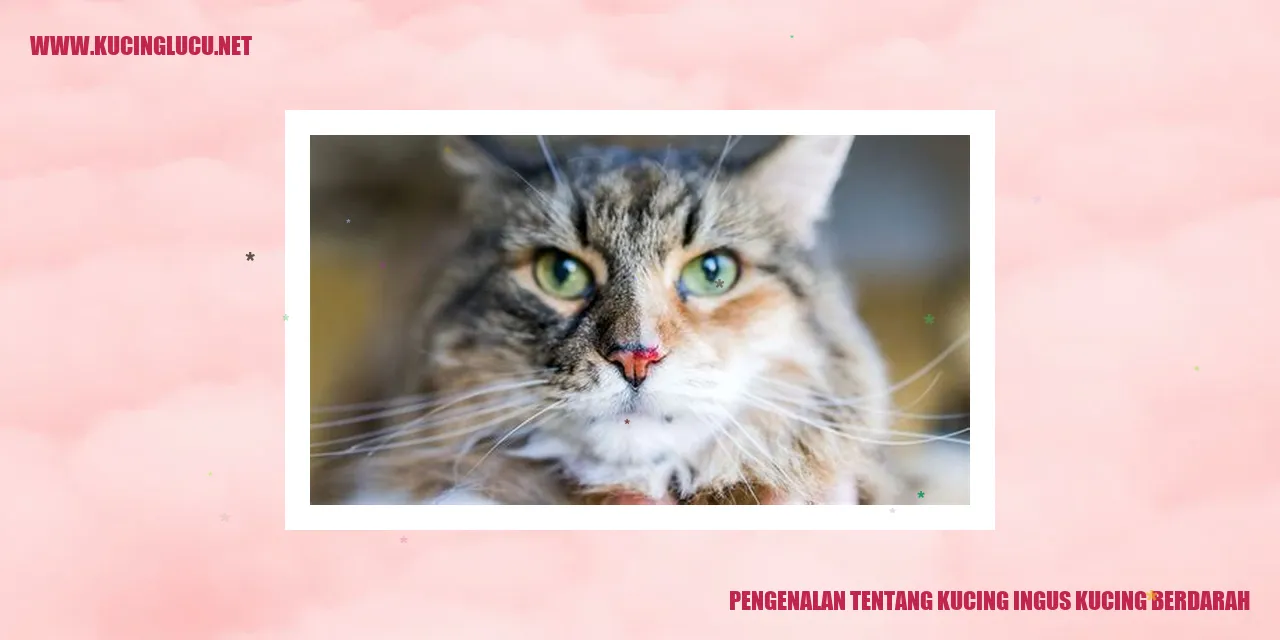 Kucing Ingus Kucing Berdarah