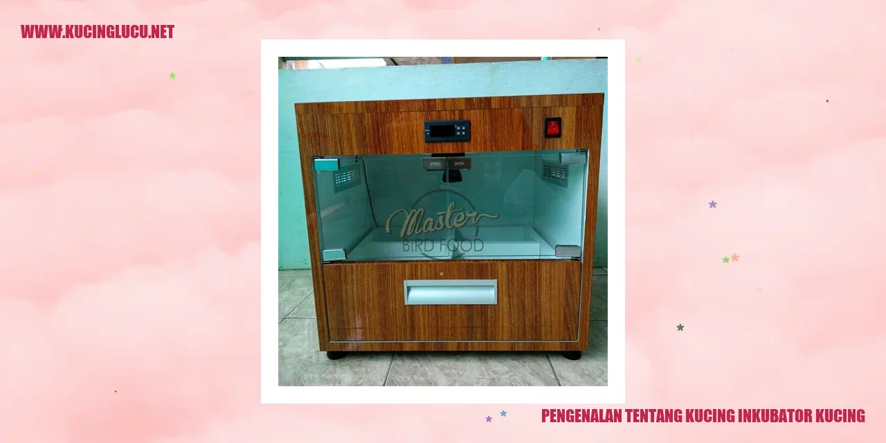Kucing Inkubator Kucing