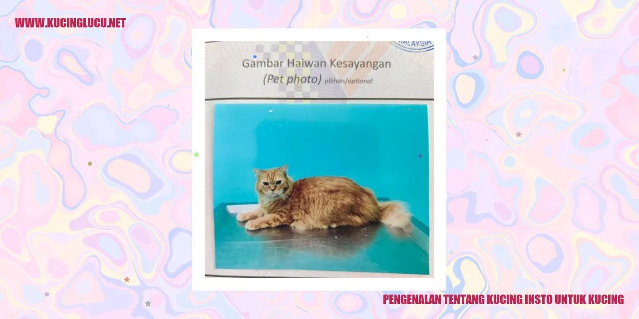 Kucing Insto