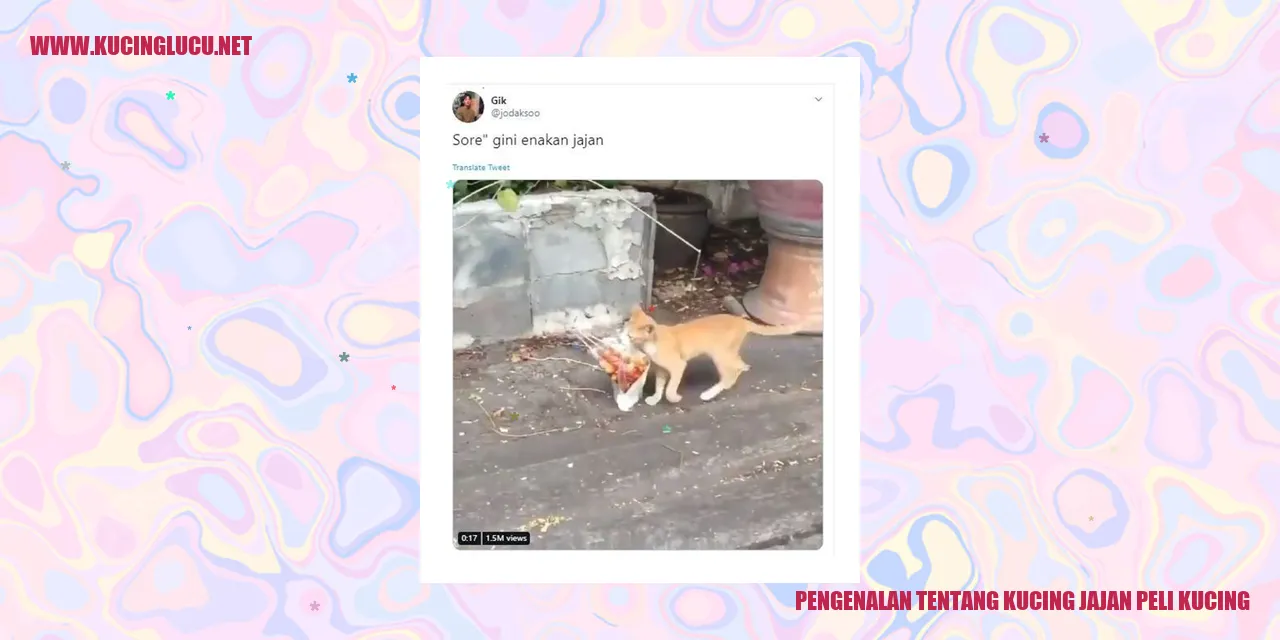 Kucing Jajan Peli Kucing