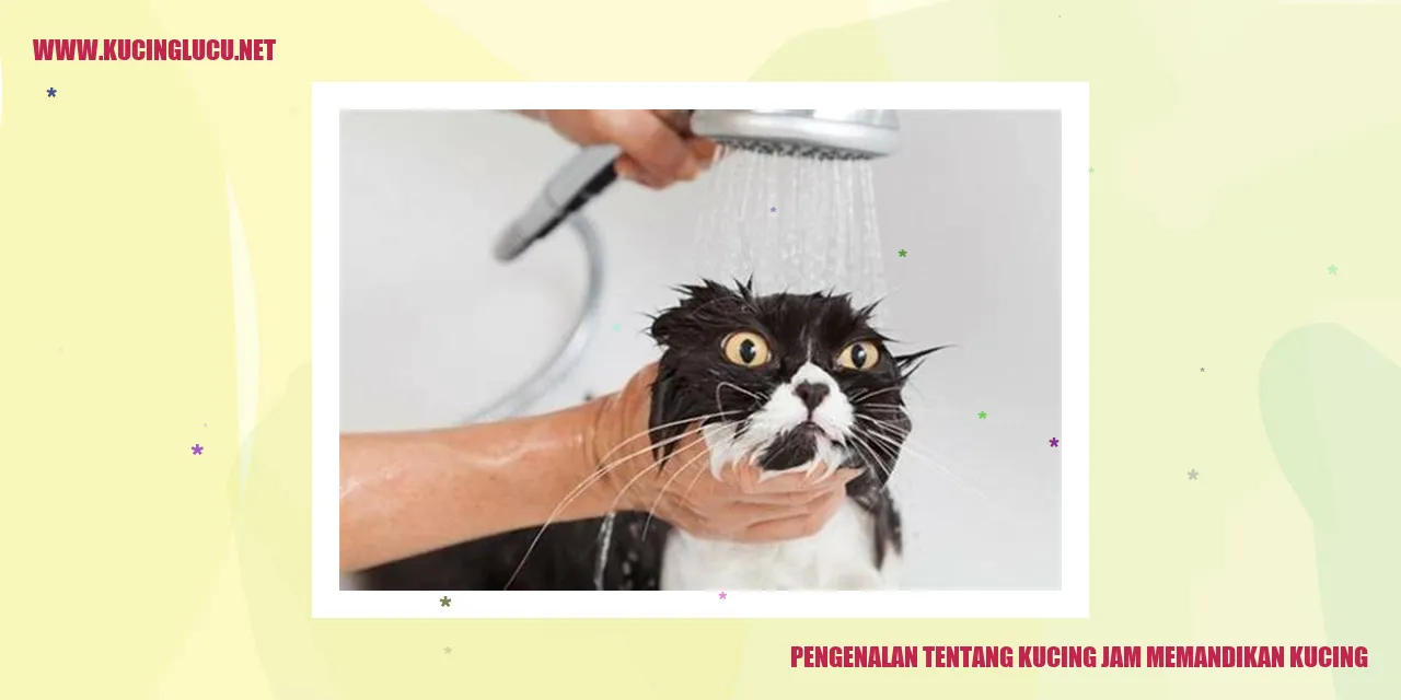 Kucing yang sedang dimandikan