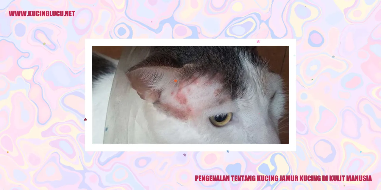 Gambar: Infeksi Jamur Kucing pada Kulit Manusia